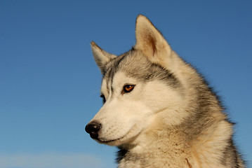 Image showing siberian husky