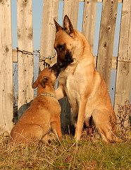 Image showing female dog and puppy