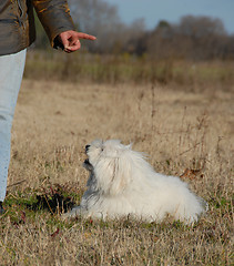 Image showing obeying dog