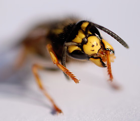 Image showing wasp