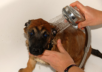 Image showing puppy in bathroom