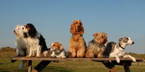 Image showing little dogs