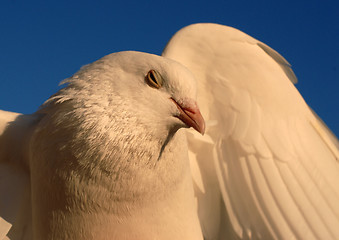 Image showing death throes of dove