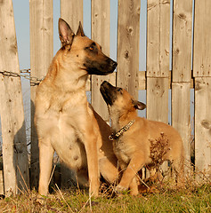 Image showing mother and puppy dogs