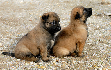 Image showing puppies shepherd