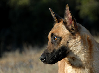 Image showing belgian shepherd