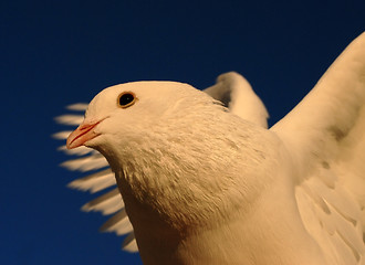 Image showing dove in flight