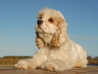 Image showing american cocker