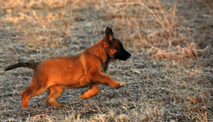 Image showing running puppy