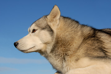 Image showing siberian husky