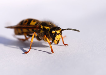 Image showing wasp