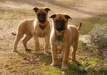 Image showing two puppies malinois