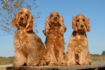 Image showing three purebred cockers