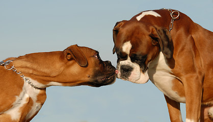 Image showing kissing boxer