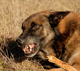 Image showing dangerous belgian shepherd