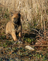 Image showing running puppy malinois