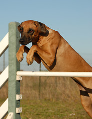 Image showing jumping rhodesian