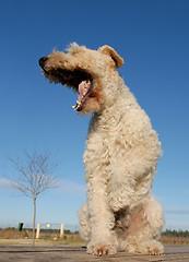 Image showing yawning fox terrier