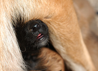 Image showing puppy belgian shepherd