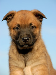 Image showing puppy belgian shepherd