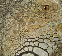 Image showing eye of iguana