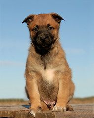 Image showing puppy malinois