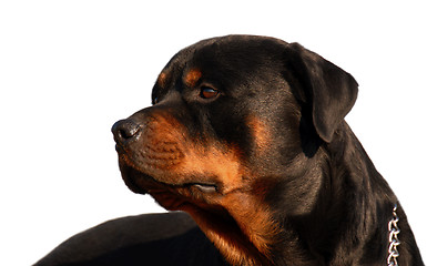 Image showing rottweiler