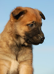 Image showing puppy belgian shepherd