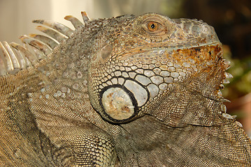 Image showing green iguana