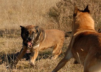 Image showing two dangerous dogs