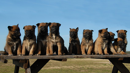 Image showing puppies malinois