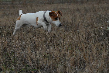 Image showing jack russel terrier in a field