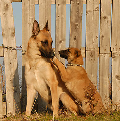 Image showing mother dog and puppy
