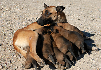 Image showing female shepherd and puppies