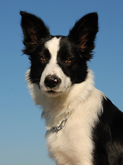 Image showing young border collie