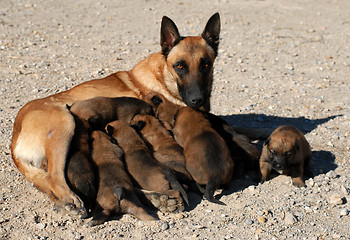 Image showing belgian shepherd and puppies