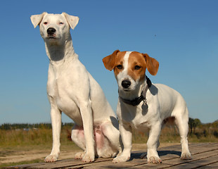 Image showing two littles dogs