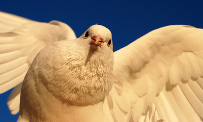 Image showing white dove