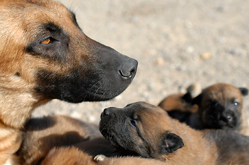 Image showing mother dog and puppies