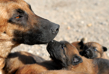 Image showing mother dog and puppy