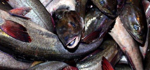 Image showing Fish Catch