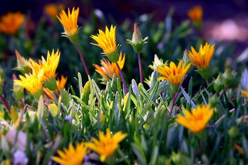 Image showing Ice Plant