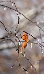 Image showing Early spring. Frozen droplets on a tree