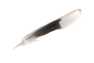 Image showing Feather