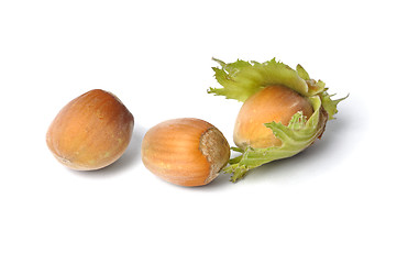 Image showing Hazelnuts on White