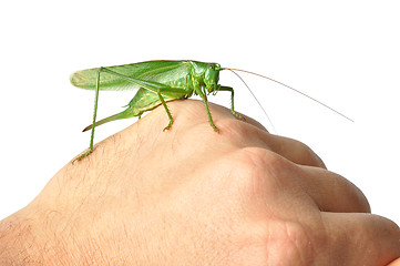 Image showing Hand with Grasshopper