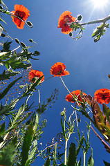 Image showing Poppies and Blue Sky