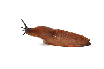 Image showing Spanish Slug