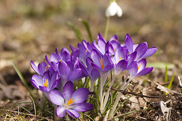 Image showing purple crocus