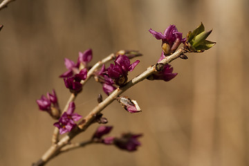 Image showing daphne